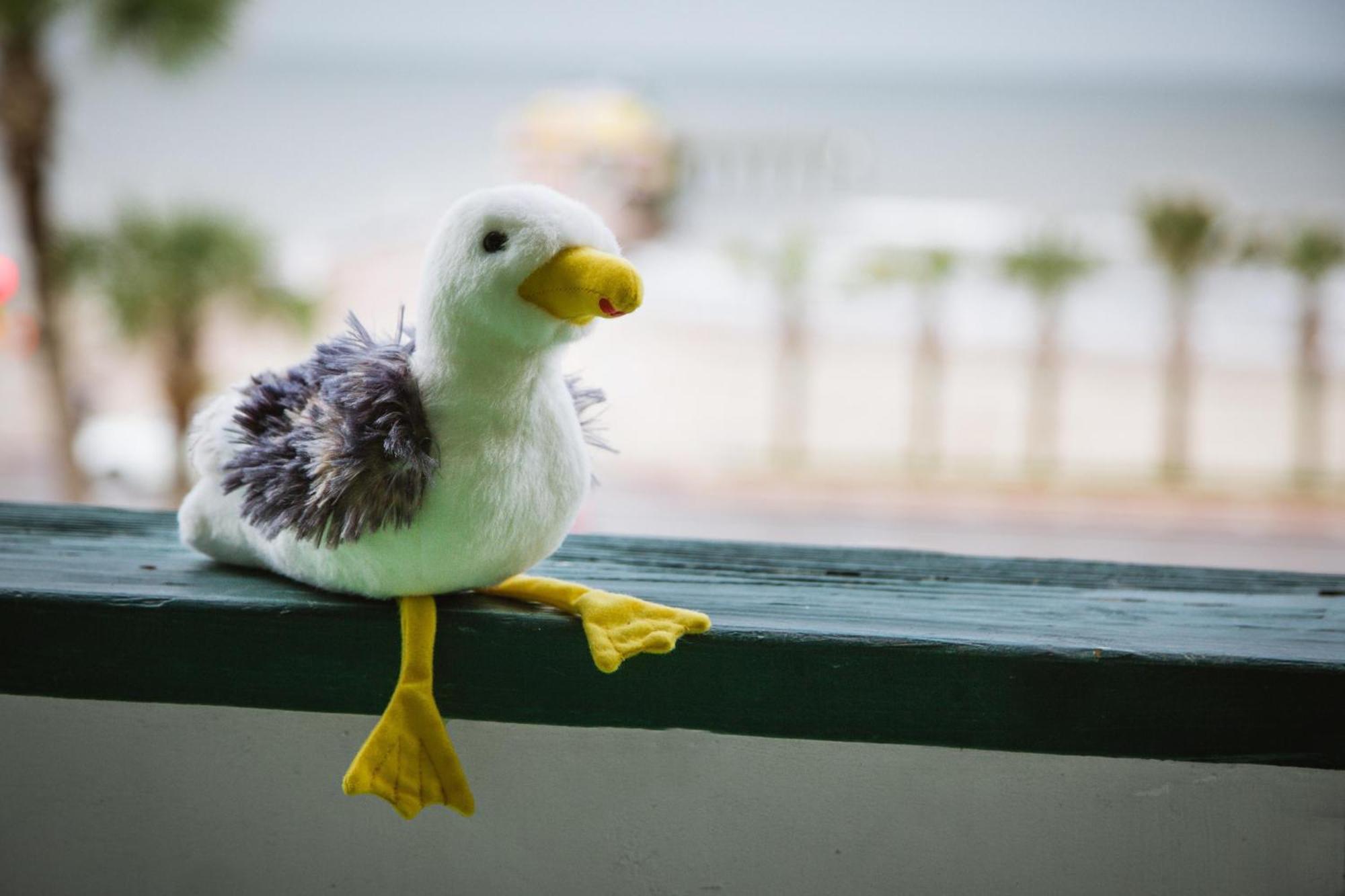 Cdm 303 - Sandy Seashore Solace Galveston Luaran gambar